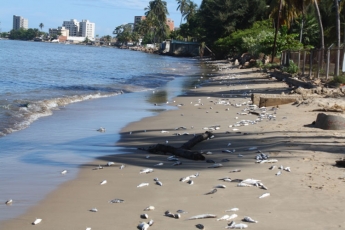 Fundación Gigante se suma a la Celebración del Día Mundial del Medio Ambiente 