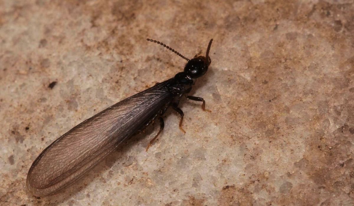 Fotografia plaga de termita alada