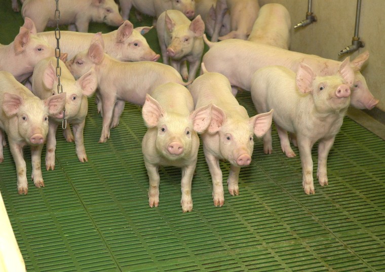 1643707672 IMAGE 20Weaner 20pigs 20on 20slats 20at 20indoor 20pig 20farm