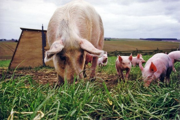 Foto de Bienestar animal en la cría de porcino