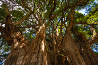 Noticias Viaje | Tree Stories