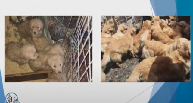 Con la nueva ley en puerta, LomBom moviliza al ecosistema empresarial contra el maltrato animal