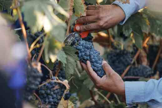 El Cielo Resort permite conectar con lo mejor del Valle de Guadalupe El Cielo Resort permite conectar con lo mejor del Valle de Guadalupe