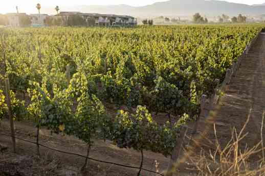El Cielo Resort marca tendencia en la expansión vitivinícola y turística del Valle de Guadalupe El Cielo Resort marca tendencia en la expansión vitivinícola y turística del Valle de Guadalupe