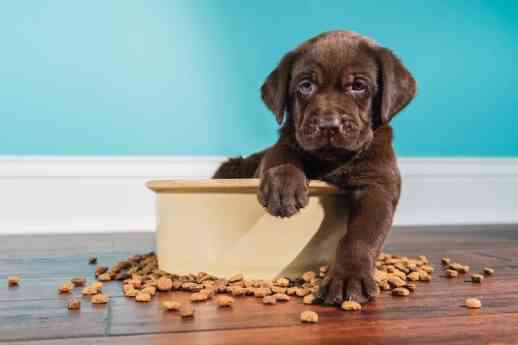 Un estudio muestra beneficios medioambientales de la comida a base de plantas para perros en el Reino Unido