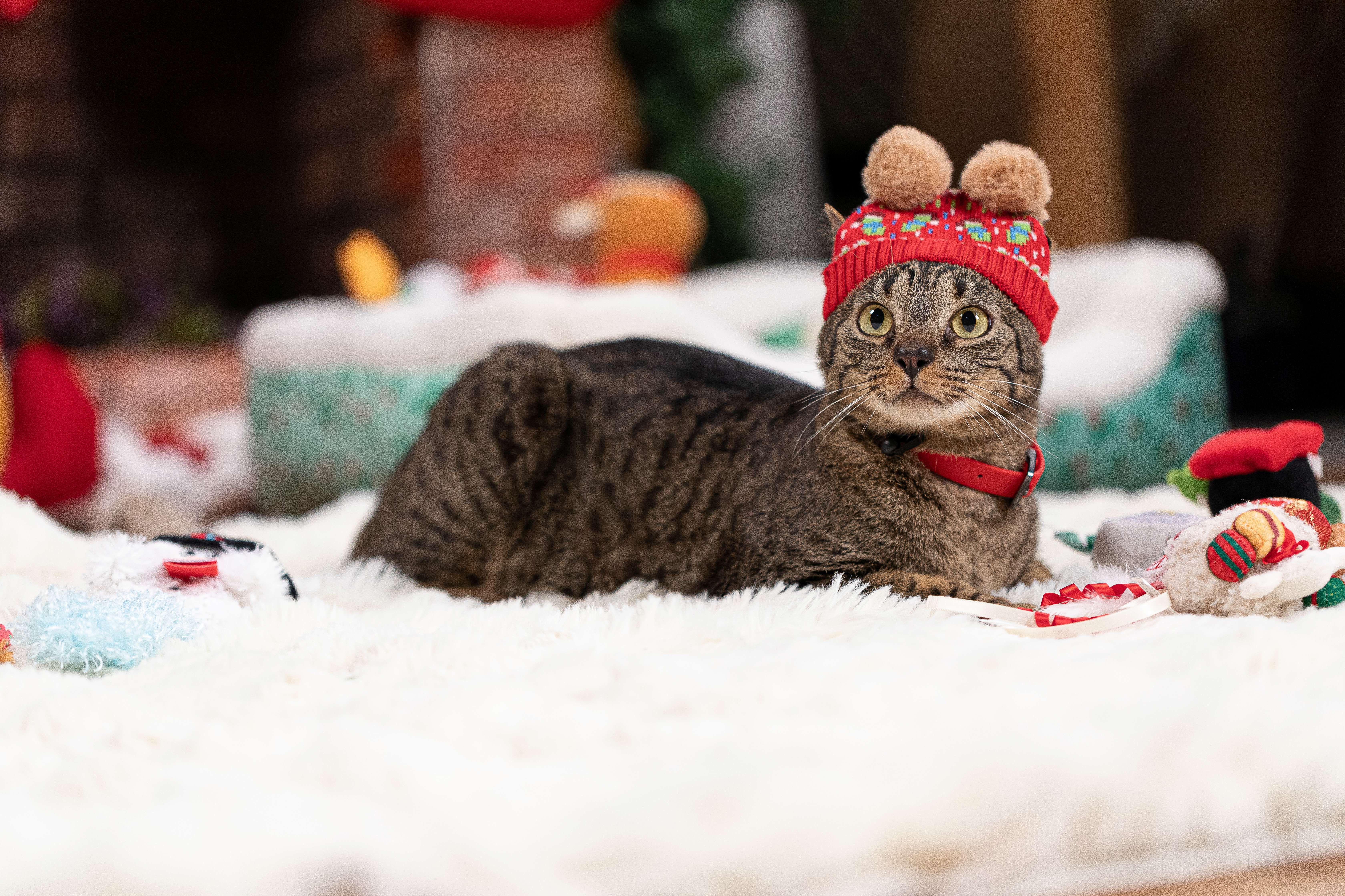 Petco llama a priorizar la responsabilidad antes de regalar una mascota en Navidad o Día de Reyes