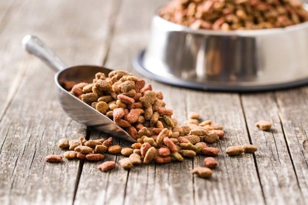 Análise de 31 estudos conclui que os alimentos veganos para cães e gatos apresentam boa digestibilidade