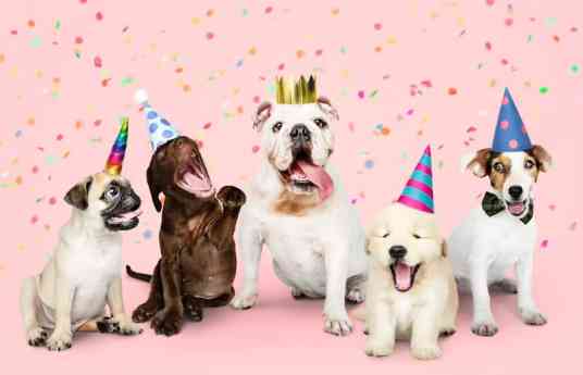 Petco celebra 13 años en México y consolida su evolución hacia el bienestar y la experiencia