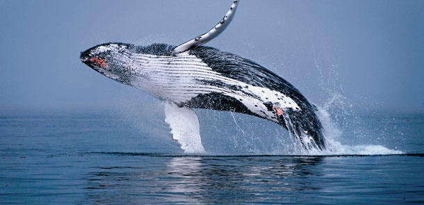 Resultado de imagen de fotos ballena jorobada